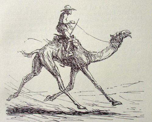 Bild Kamel von Uli Aschenborn